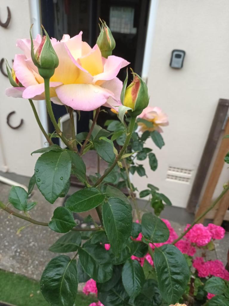 Number Five photo 4