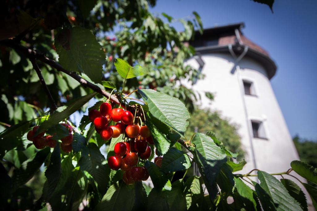 Dom wakacyjny - wiatrak holenderski na Mazurach photo 2