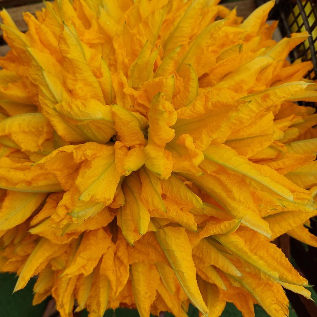 Arcamyrtus photo 3
