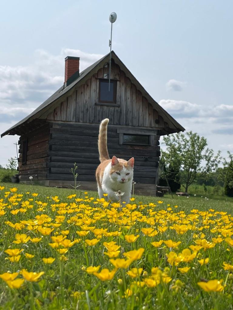 Gintaro pirtelė photo 1