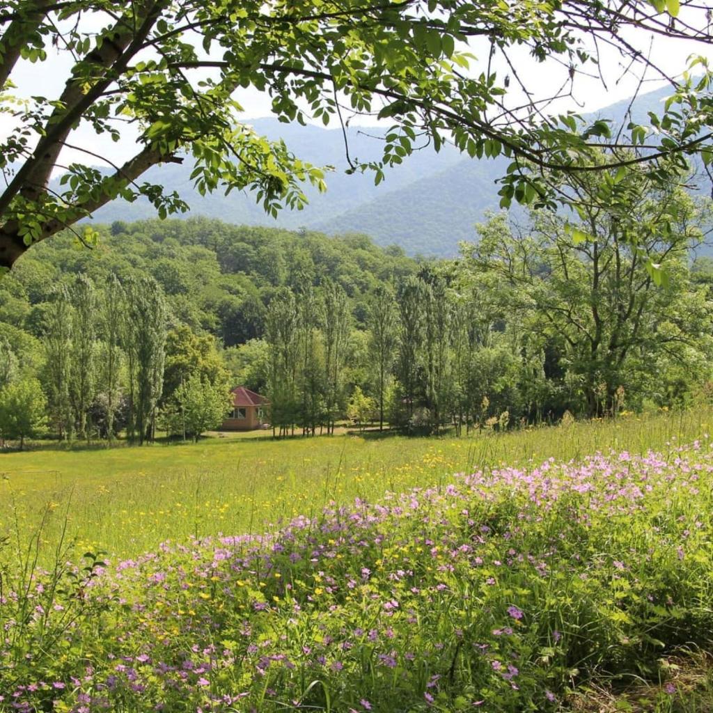 Grand Village photo 4