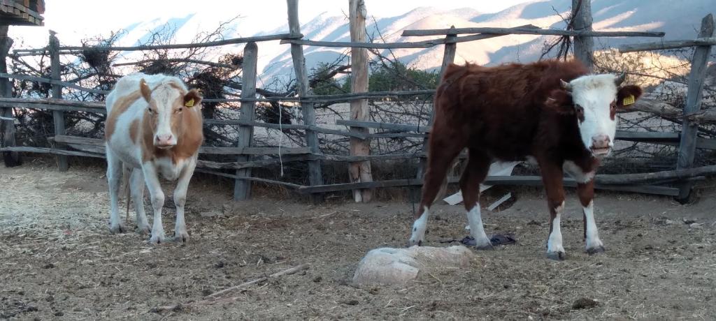 Alojamiento Rural Polita, Agroturismo y Patrimonial photo 3