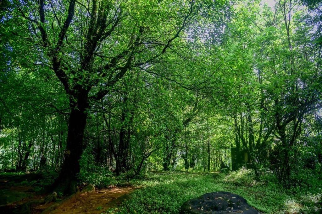 Mossy Forest Chalets photo 3