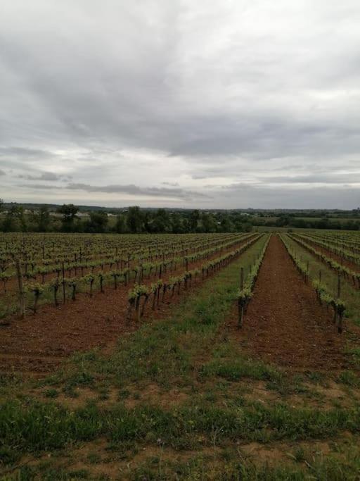 Villa au calme 20 min de la mer face aux vignes photo 4