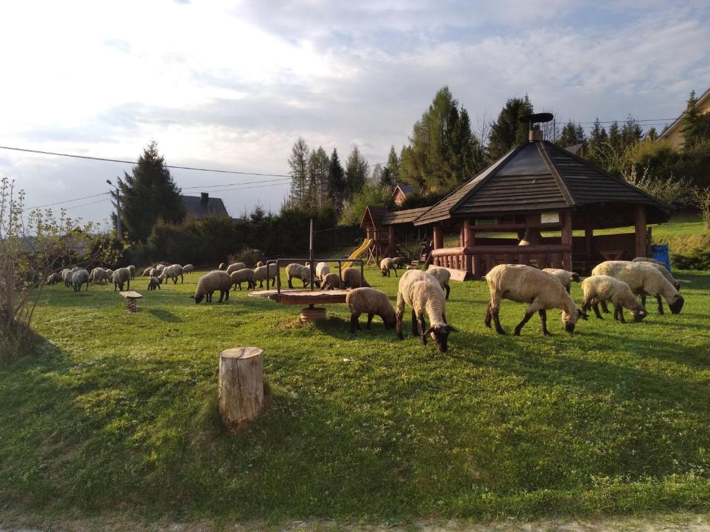 Gospodarstwo agroturystyczne Pod Świerkami photo 1