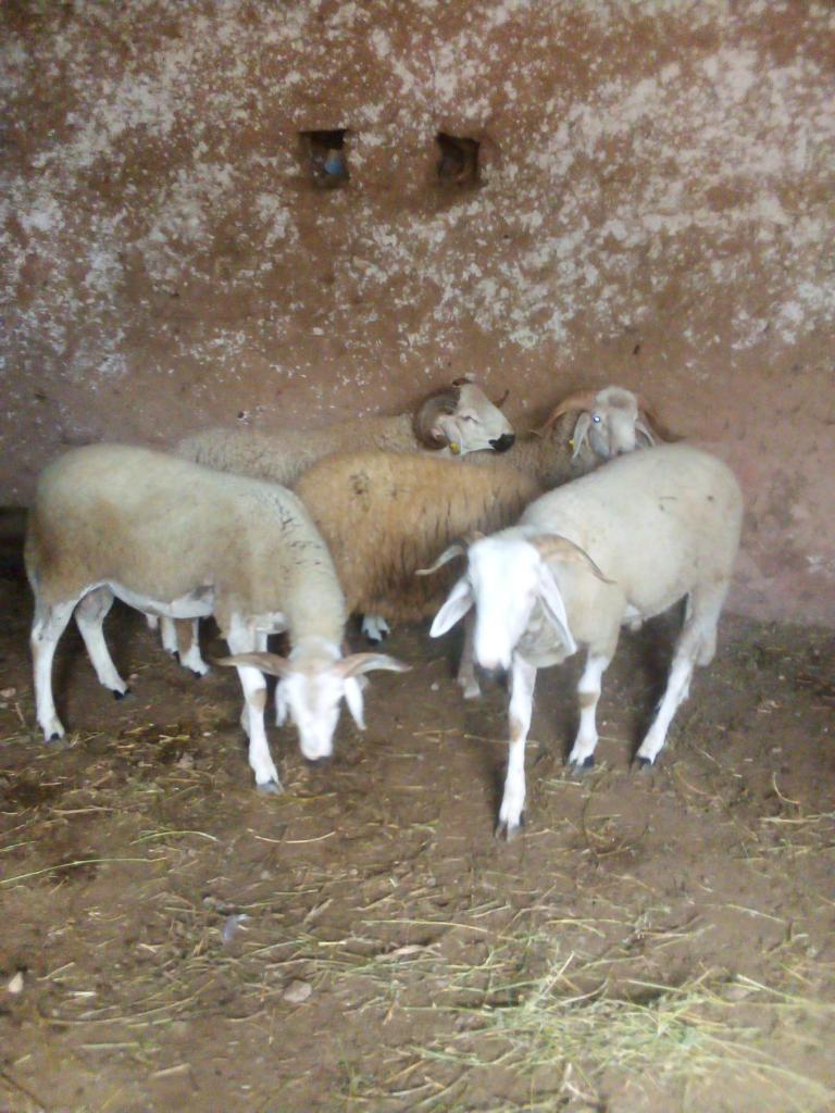 Nuit dans la ferme photo 1