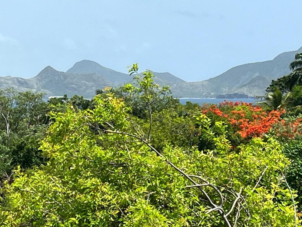 Mandevilla Nevis photo 2