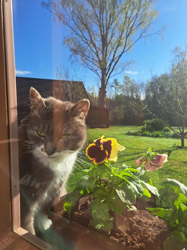 Kõrgemäe puhketalu photo 4