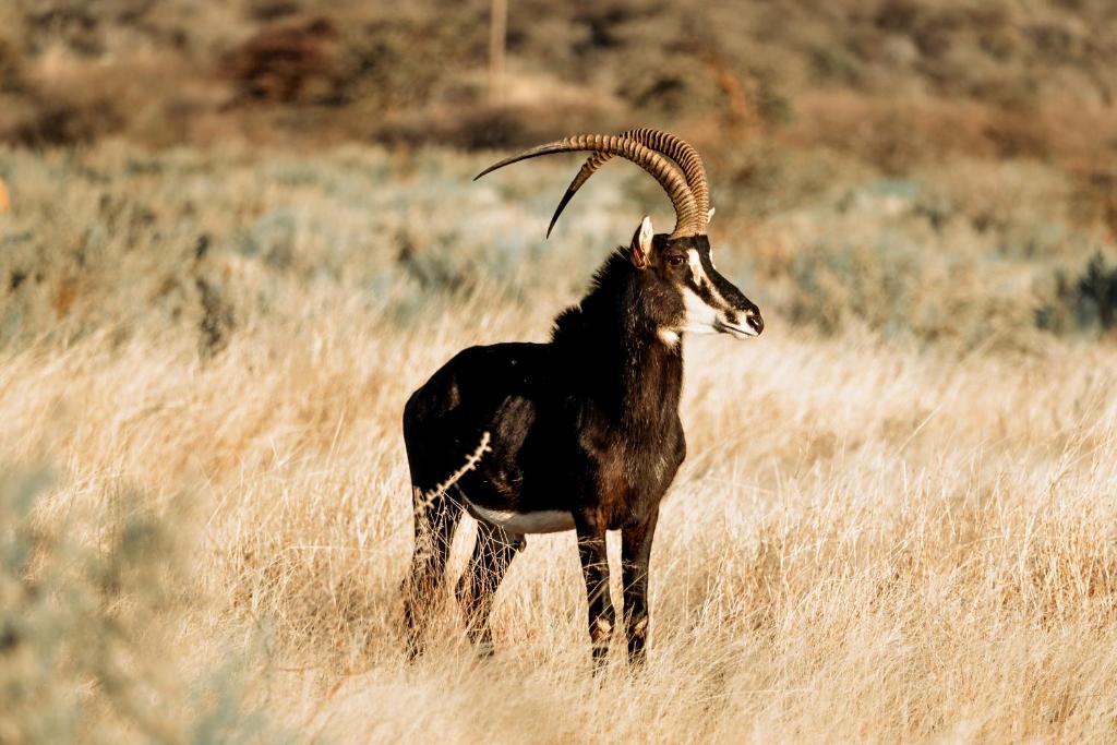 Gabus Safari Lodge photo 3