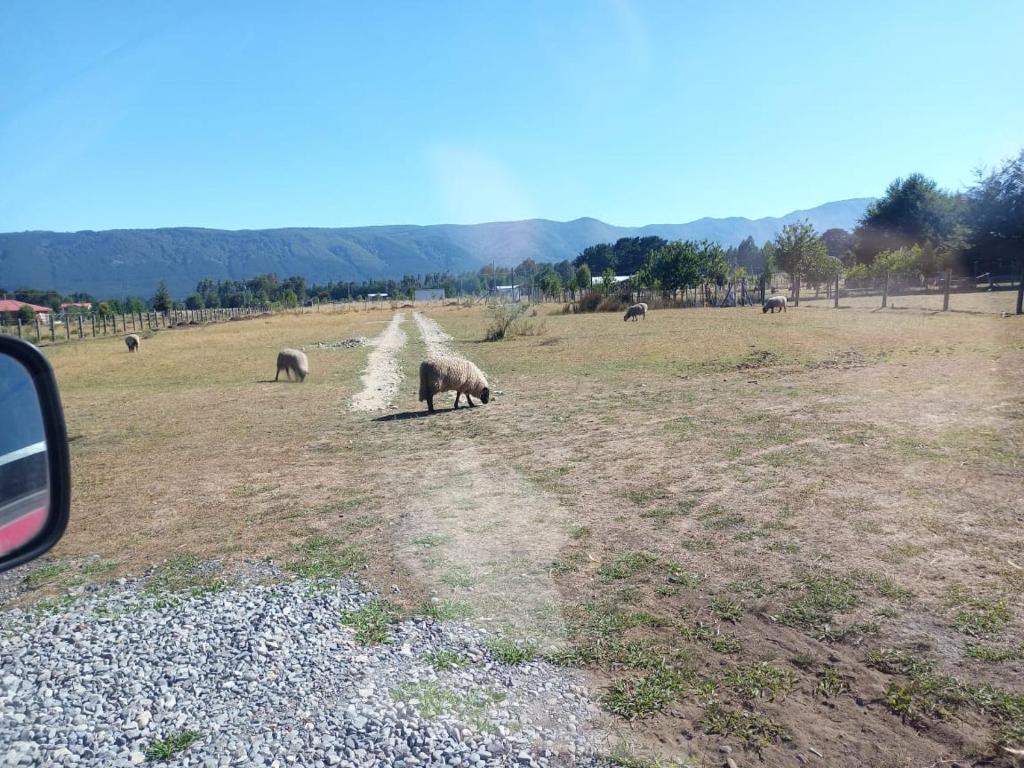Cabaña Cunco parcela photo 3