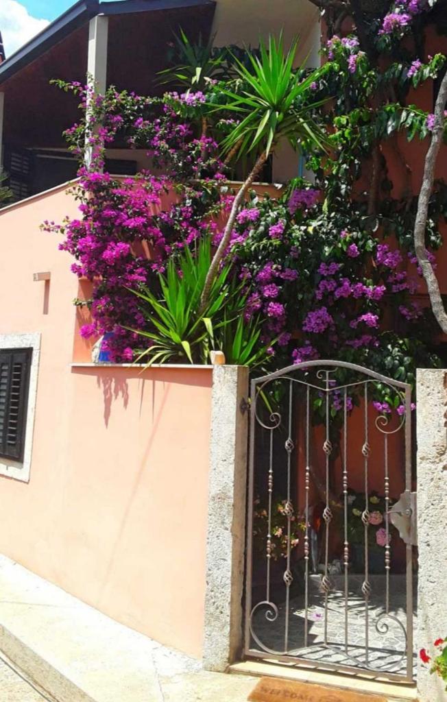 Bougainvillea photo 3