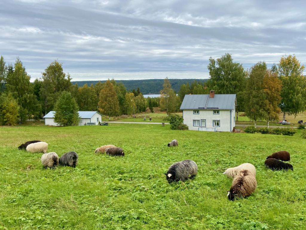 Vildmarksgård Lillviken photo 1