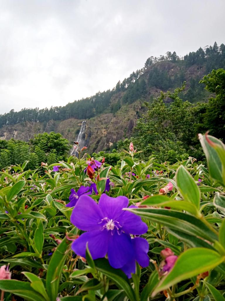 Bambarakanda holiday resort photo 1