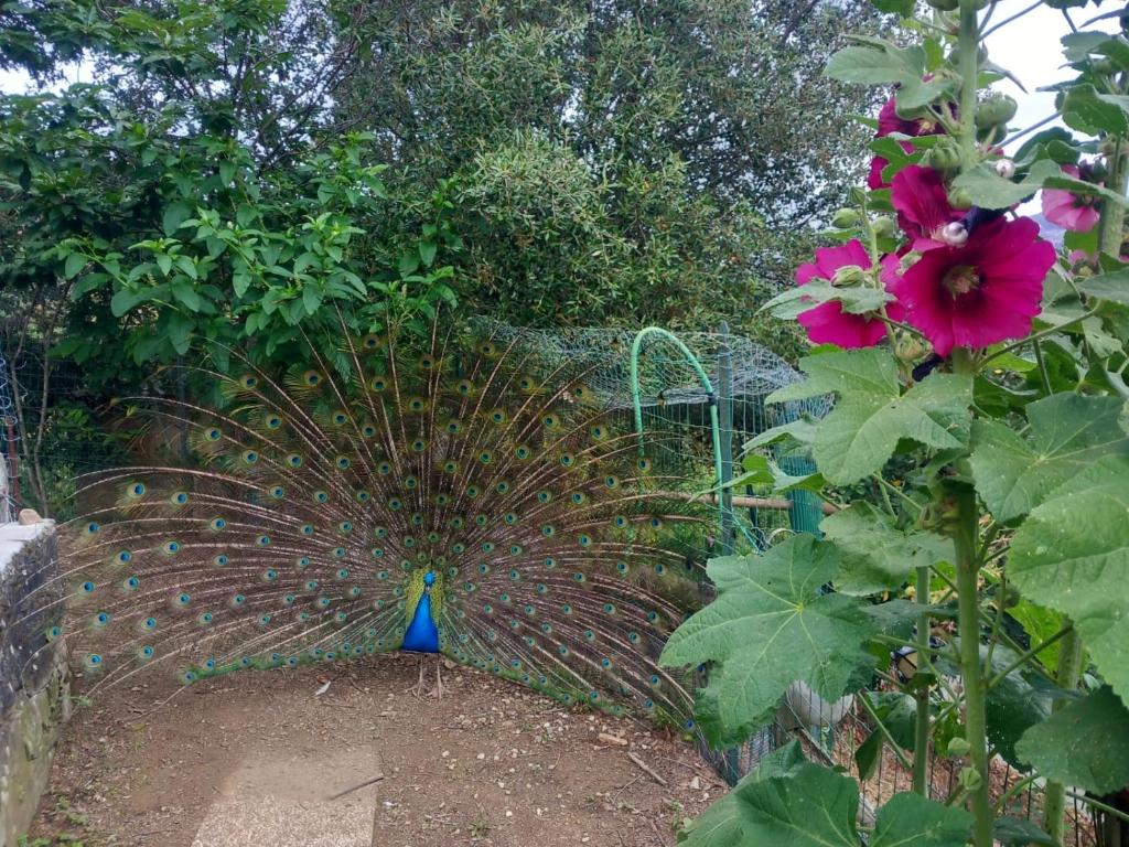 Il Giardino dei Pavoni photo 2