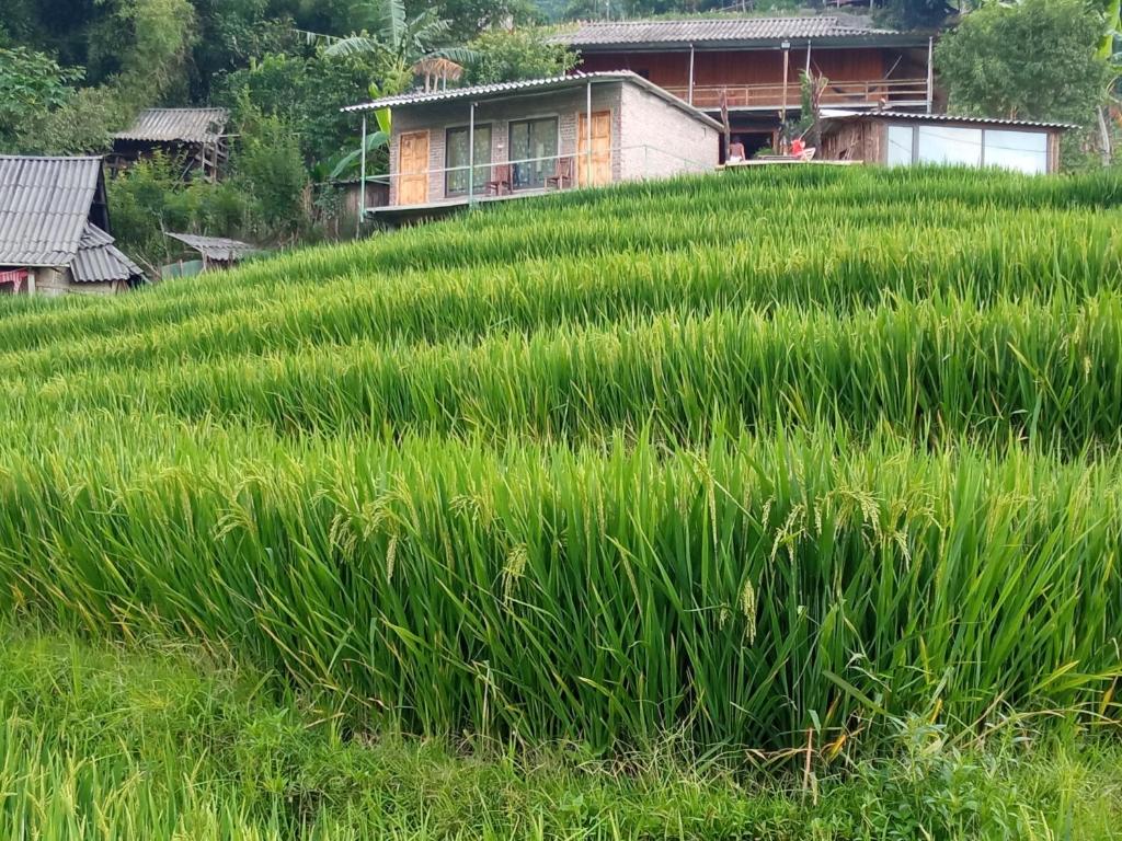 sapa eco terraces