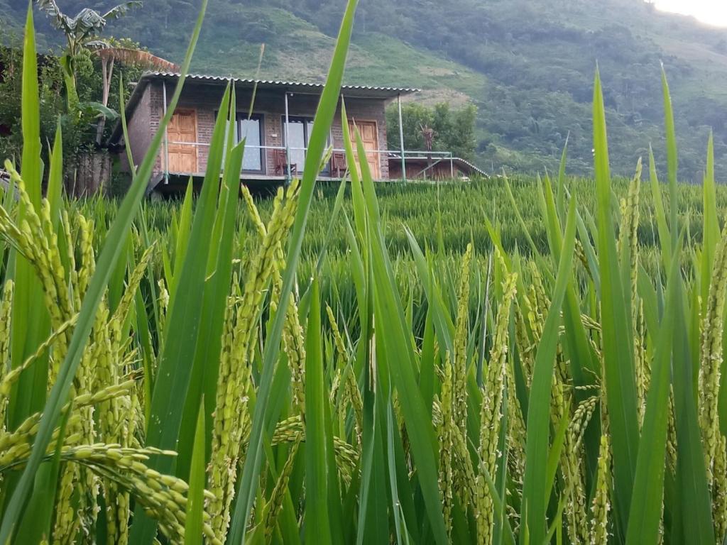 sapa eco terraces