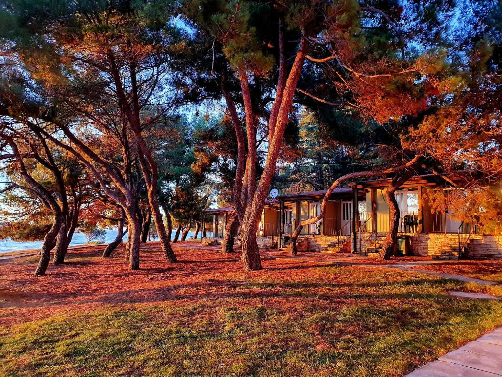 Family Bungalow Pineta photo 1