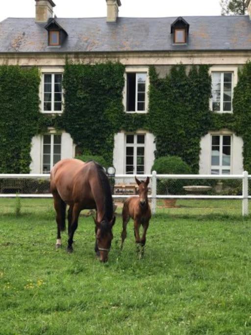 Domaine de Valmeray la roulotte insolite photo 4