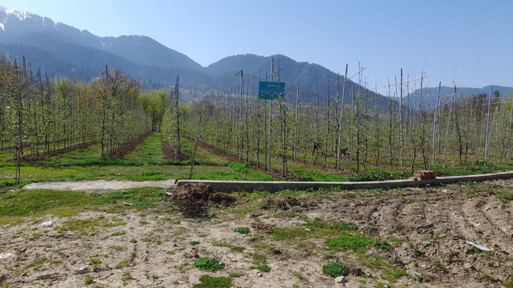 Brengi Organic Farm & Resorts photo 3