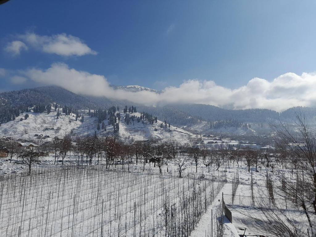 Brengi Organic Farm & Resorts photo 4