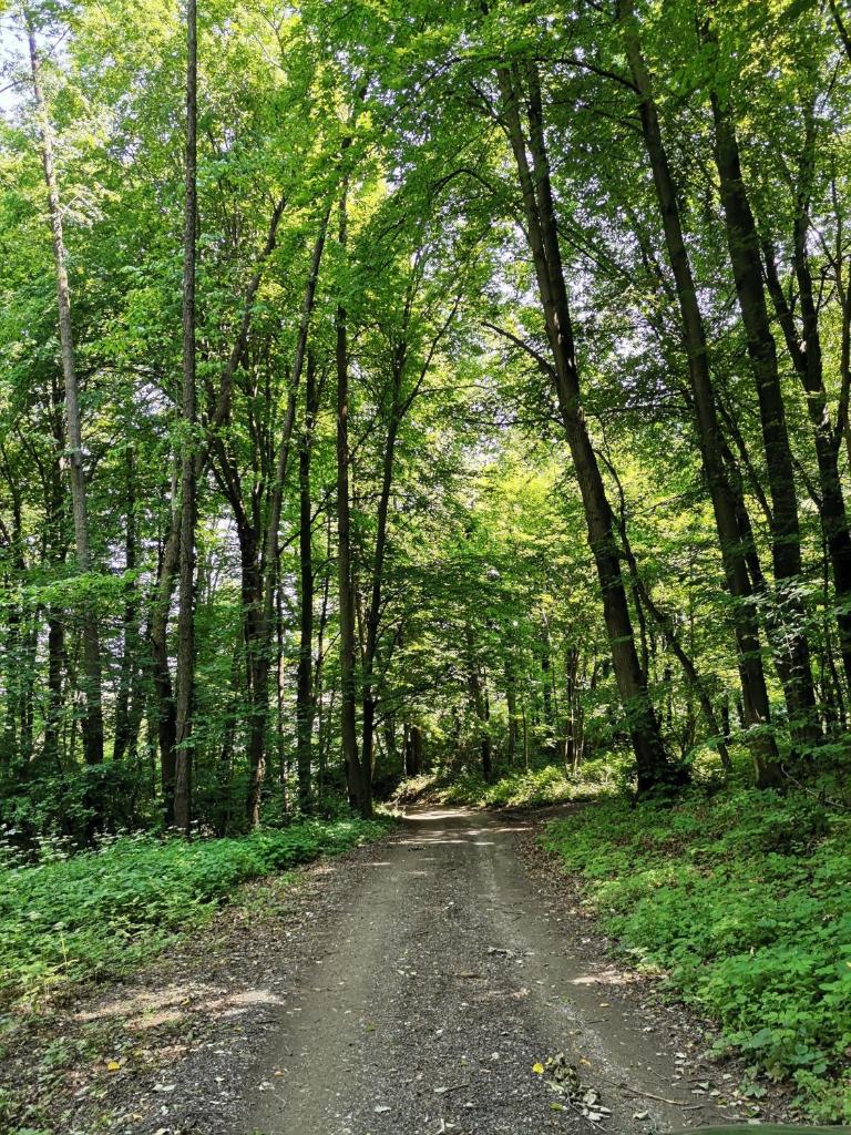 Forest paradise photo 4