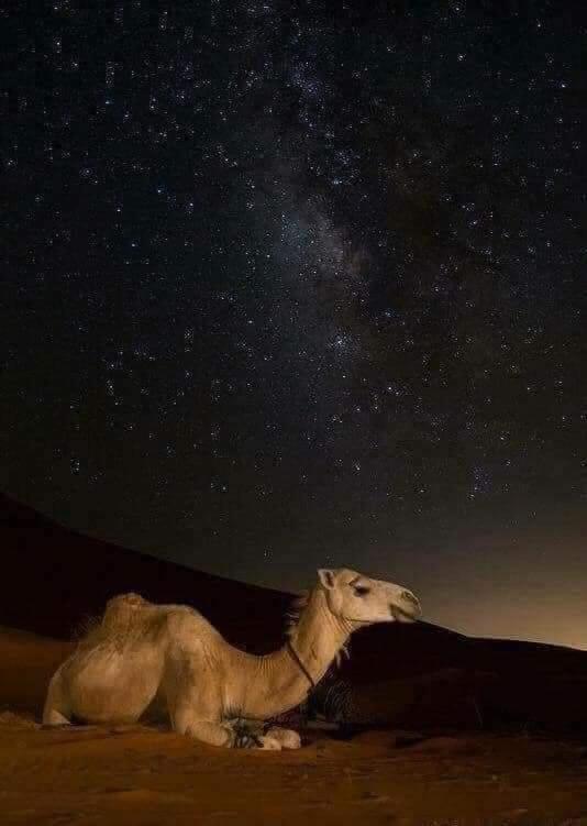 Desert spirit life