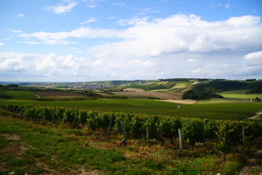 Pause nature à la ferme, campagne viticole