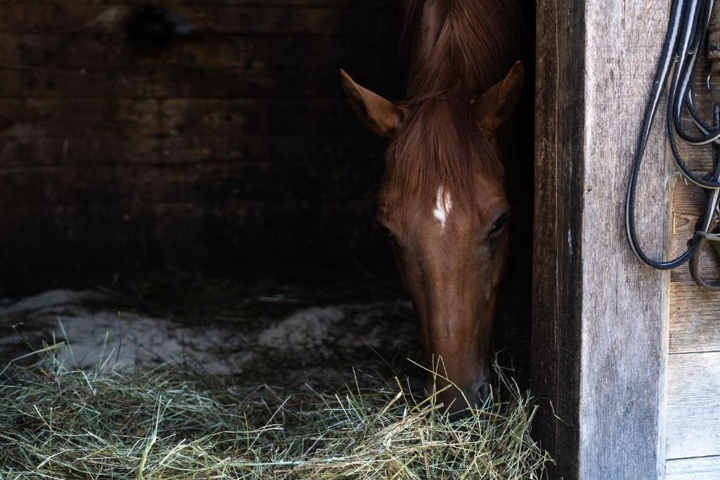 Horse Farm Holiday Pr' Kolenc photo 2