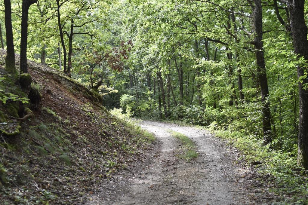 Šumska čarolija photo 2