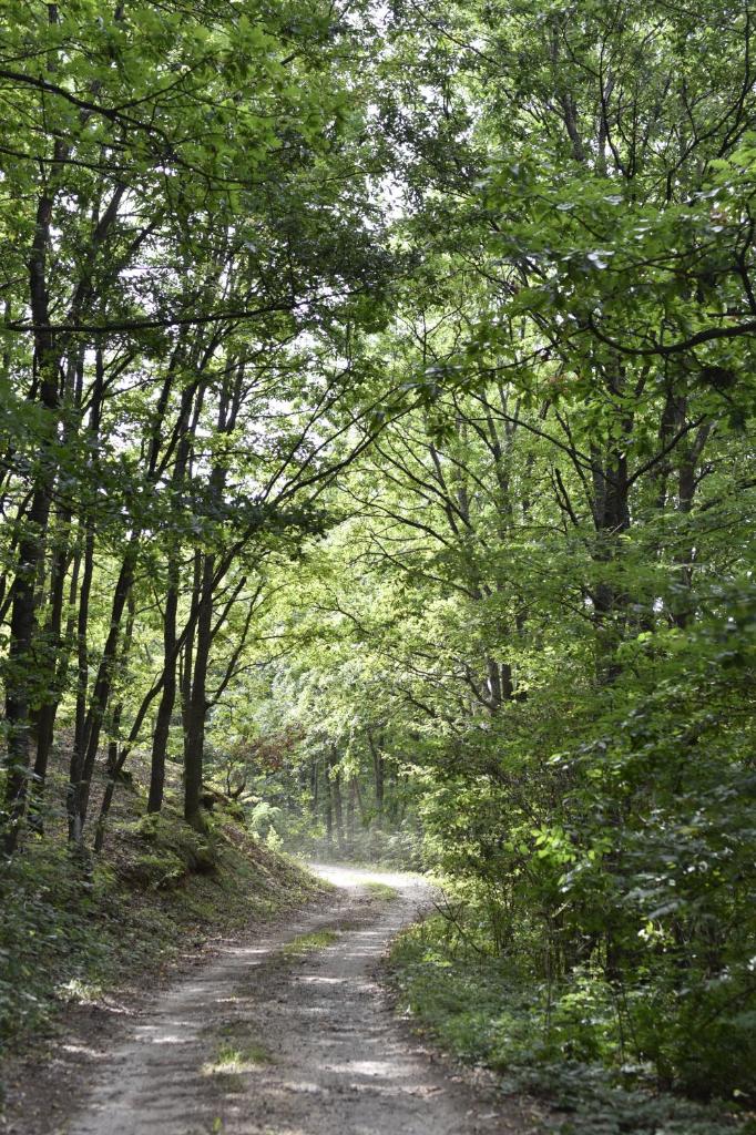 Šumska čarolija photo 1
