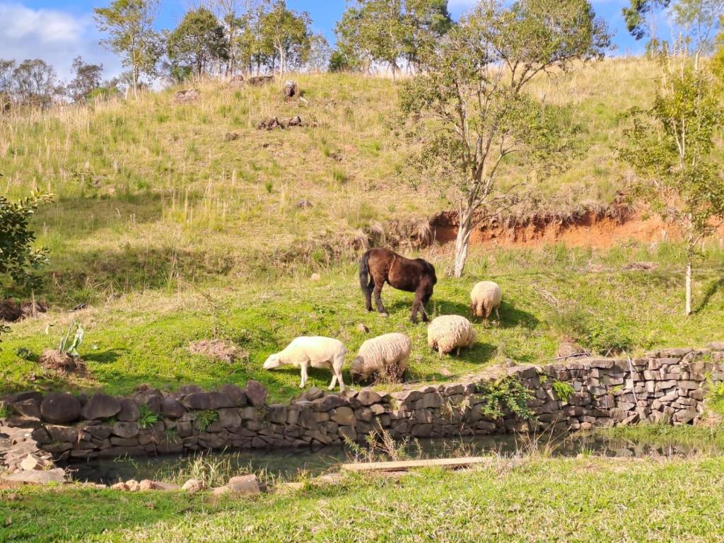 Fazendinha Adoro photo 2