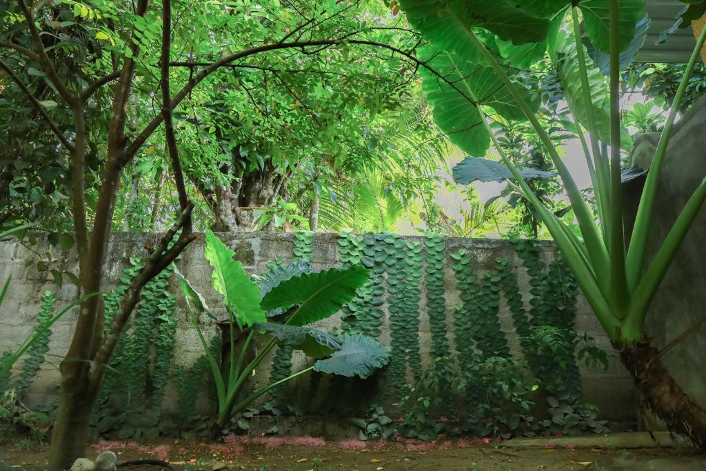 Shady Cottage photo 1