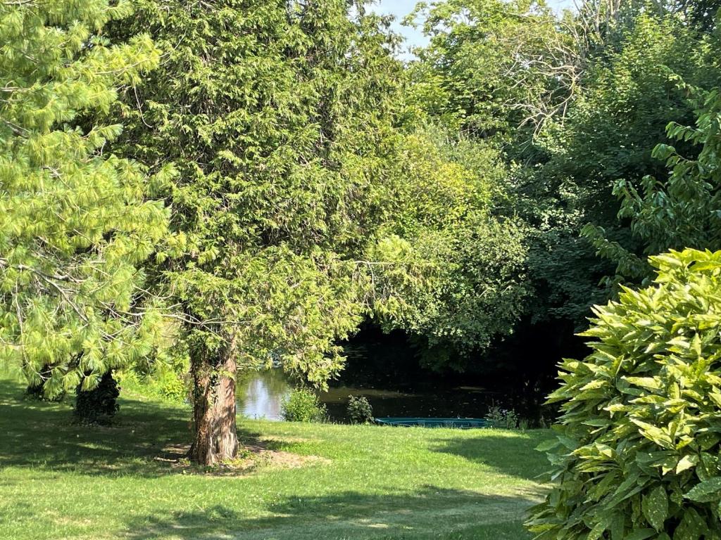 Le Sequoia de La Fayette - Hortillonnages, Amiens - Camon