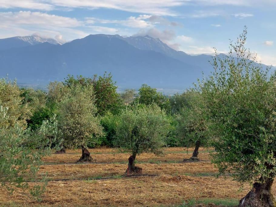 Olympos Philoxenia, μεταξύ βουνού και θάλασσας photo 4