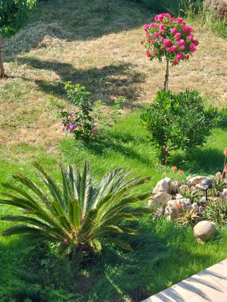 Paula Apartmani photo 4