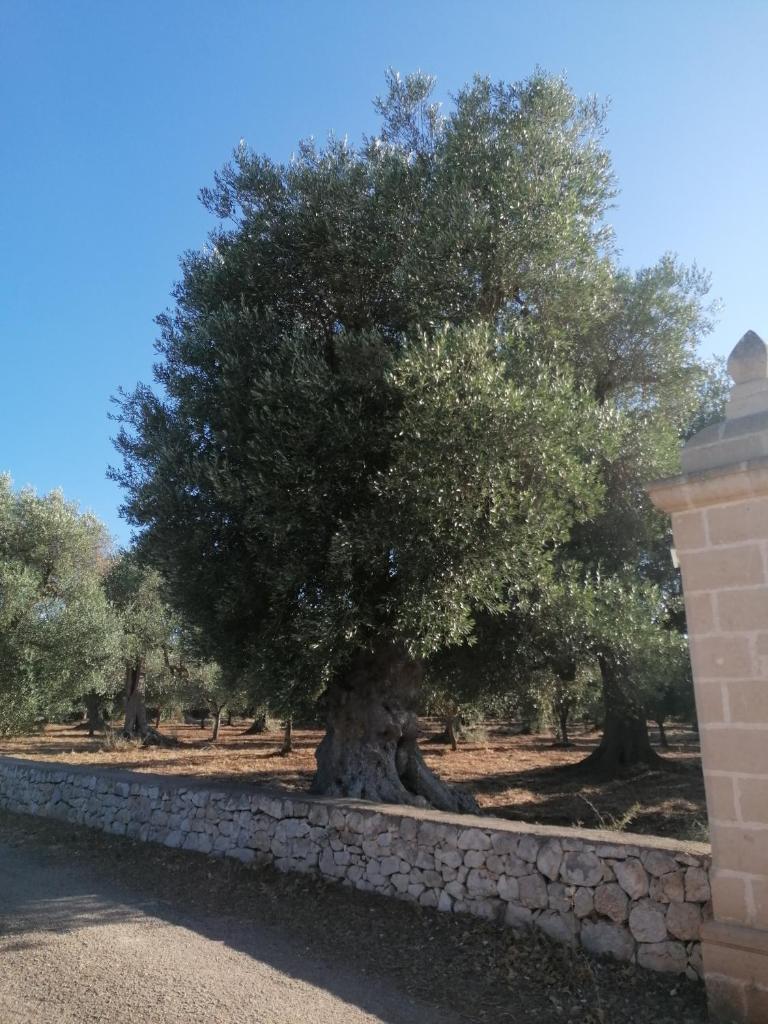 MASSERIA Le Betulle photo 1