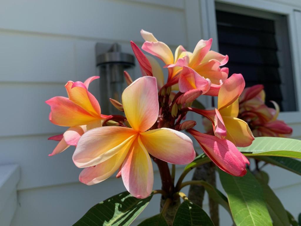 Sunny Palm Cottage Byron Bay - Brand New photo 4