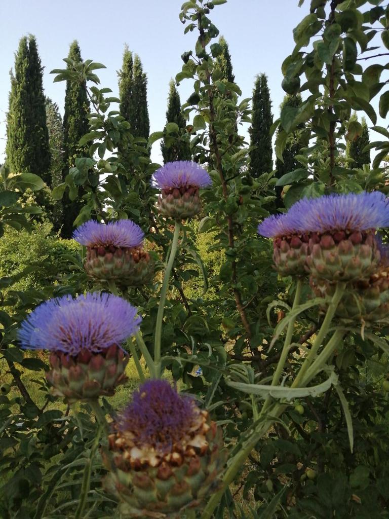 B&B La Giara di Assisi photo 2