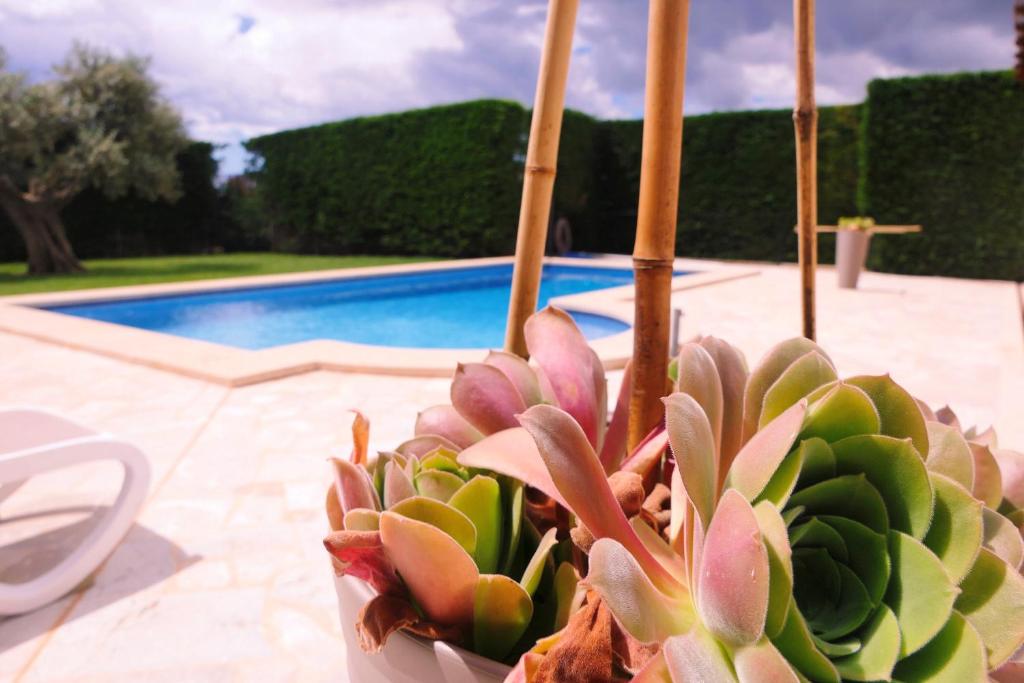 New, Premium Finca mit Starlight-Pool! South-East Coast photo 2