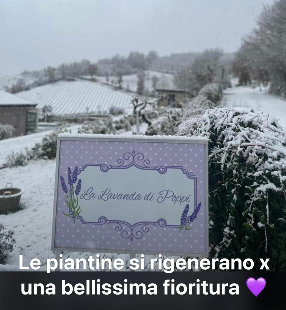 La lavanda di Poppi mini appartamento “Angustifolia “ photo 3