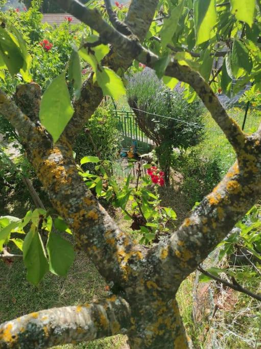 Casa Vacanze Le Vigne photo 1