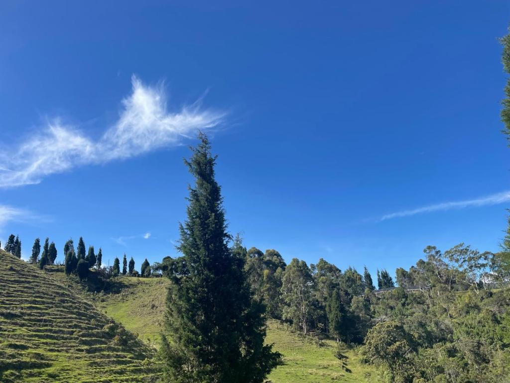 Entre-pinos Glamping WiFi Vista 360º photo 4