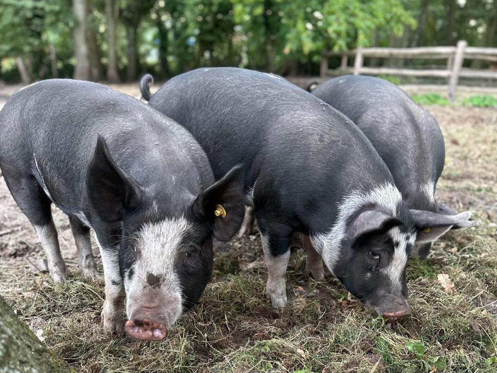 The Butchersfarm photo 2