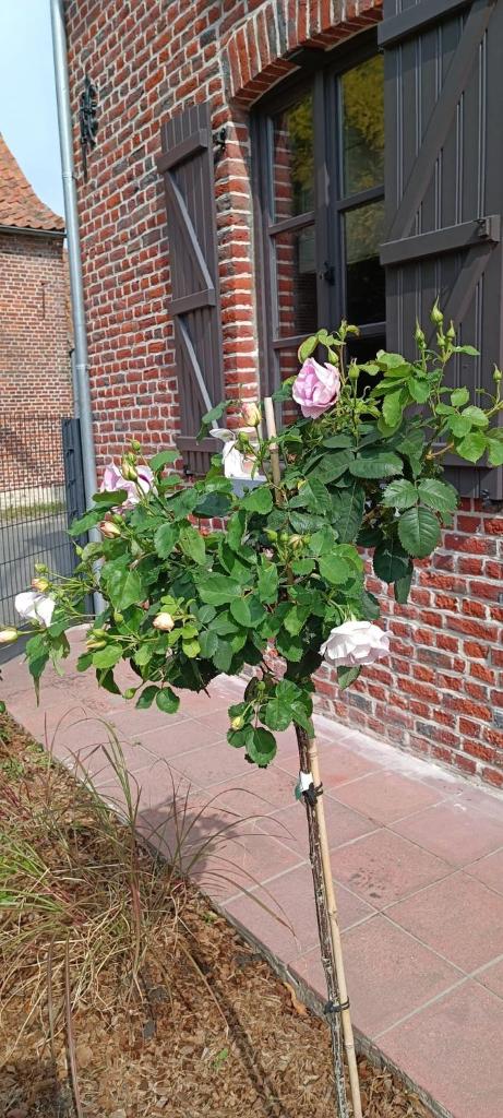Les roses d'Olga photo 1