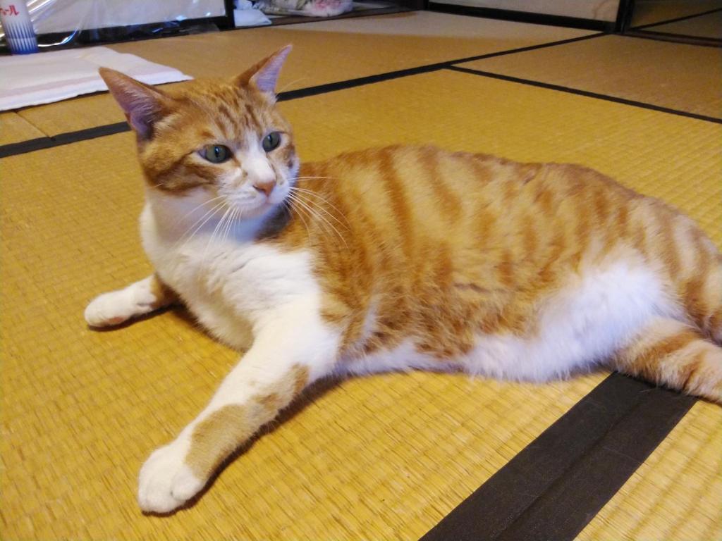 Minshuku Kitamaebune photo 2