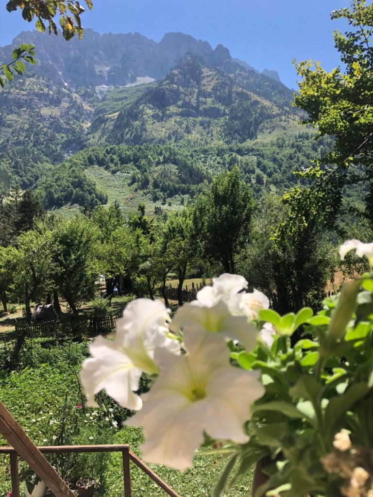 Guest House Ledio photo 4