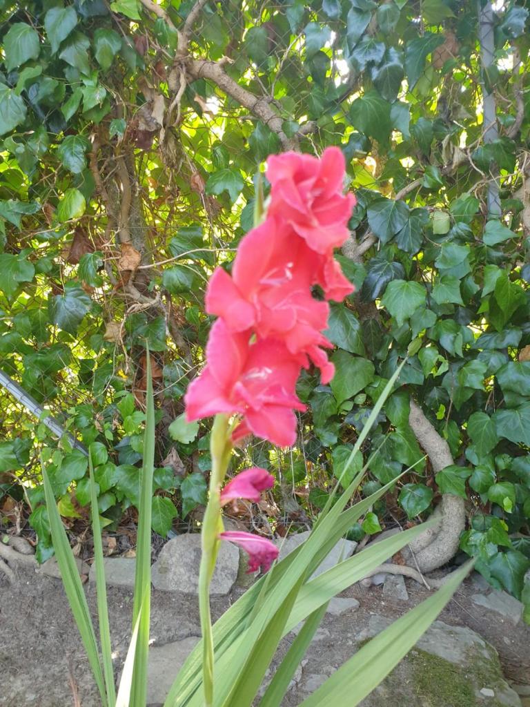 La Veranda photo 3