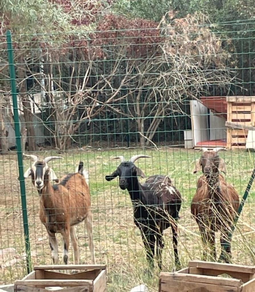 Mobilhomes vintage dans ecolieux en cours camping a la ferme photo 2