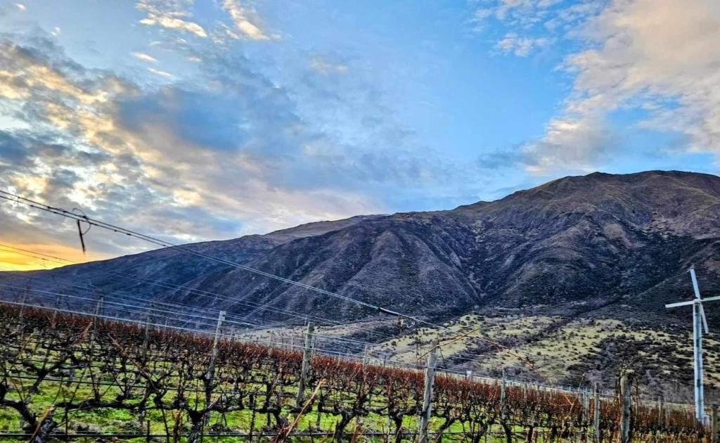 Gibbston - Wake up in the vines photo 4