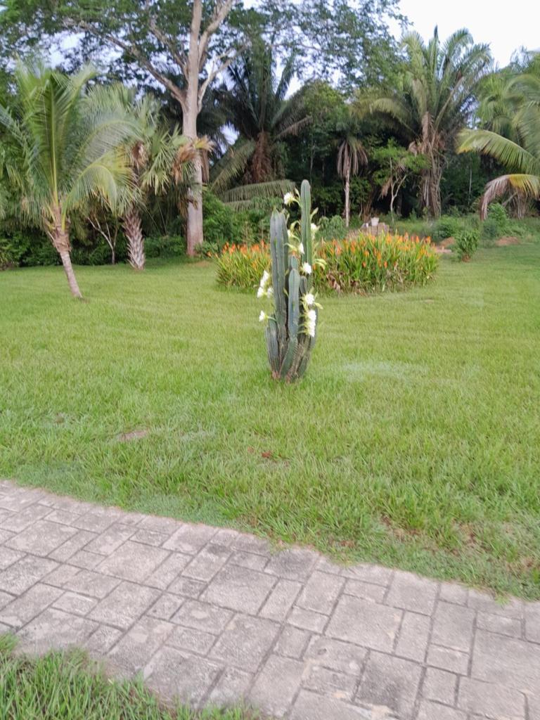 Inn the bush photo 4